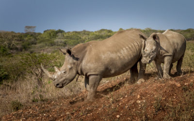 Our Horns are Not Medicine Campaign
